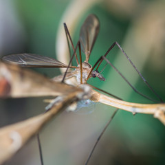 Crane Fly