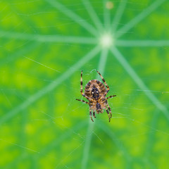 Nasturtium Web