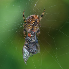 Another For The Larder