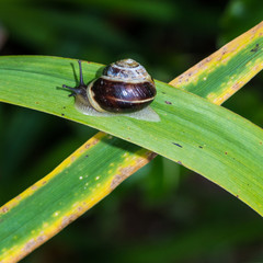 Snail Crossroads