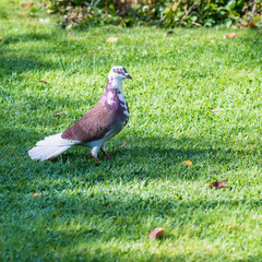 Feral Pigeon