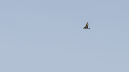 Outstretched Colours