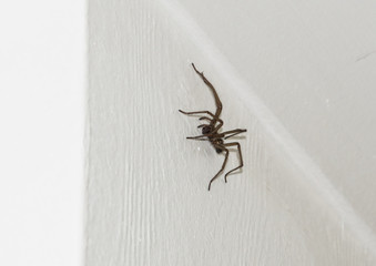 Autumn Houseguest
