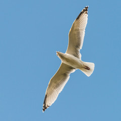 Soaring Above