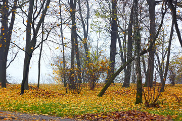 Park in autumn in foggy weather