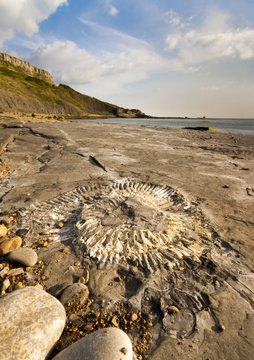 Fossil Hunting On The Dorset Coastline