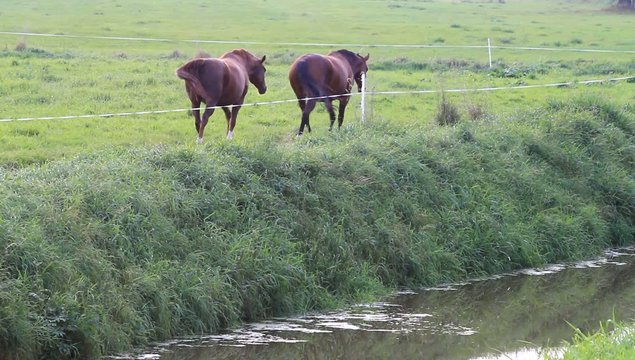 Zwei tragende braune Pferde auf der Wiese 