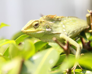 green chameleon