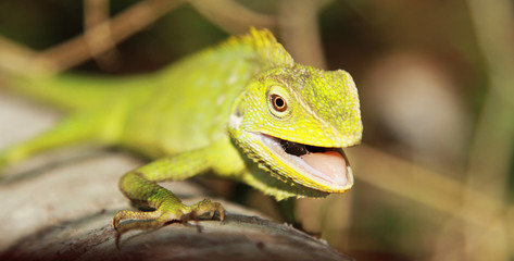 green chameleon