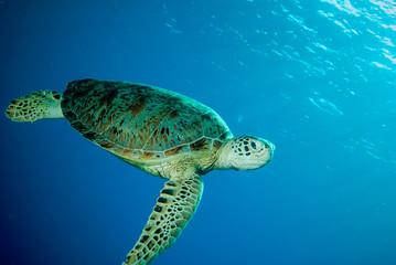 Obraz premium Green sea turtle swimming in Derawan, Kalimantan underwater