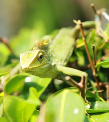 green chameleon