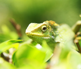 green chameleon