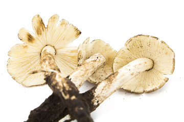 Mushrooms Termitomyces fuliginosus Heim