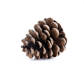 brown pine cone isolated on white background