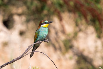 Bee eater on a branch