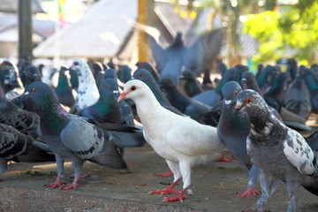 Pigeons