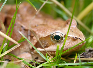 frog in grass