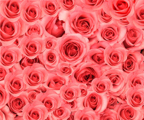 Roses background