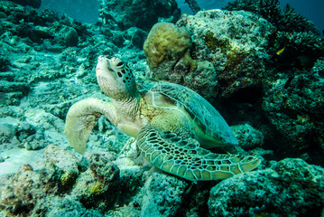 Green sea turtle resting in Derawan, Kalimantan underwater