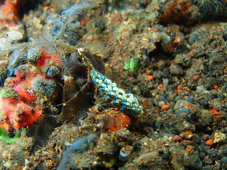 True sea slug, Island Bali, Tulamben