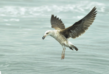Flying kelp gull (Larus dominicanus), Black Backed Kelp Gull.