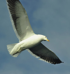 Flying kelp gull (Larus dominicanus), Black Backed Kelp Gull.