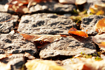 Beautiful autumn leaves on road