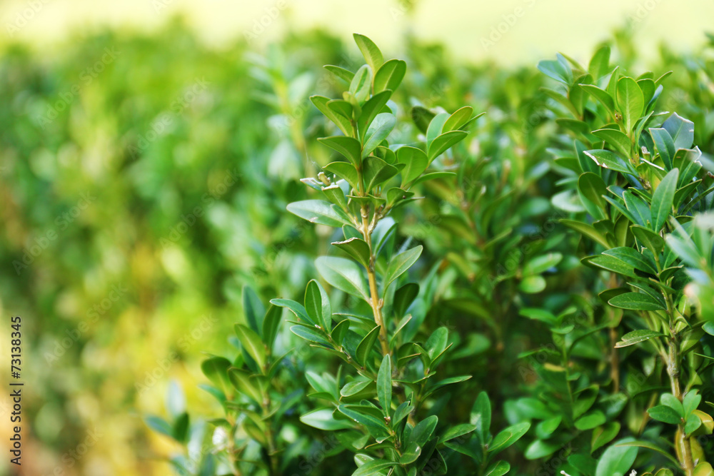 Wall mural Beautiful boxwood shrubs in park