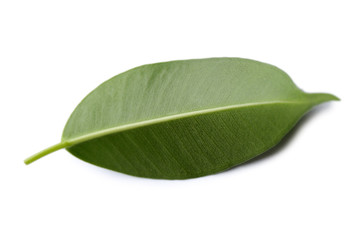 Green leaf isolated on white