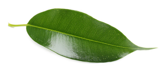 Green leaf isolated on white