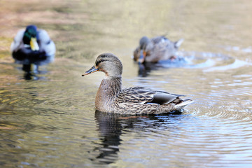 Ducks swimming in water