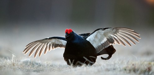 Portrait of a Gorgeous lekking black grouse (Tetrao tetrix).
