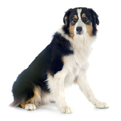 australian shepherd