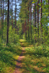 path in summer forest with pines