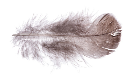 brown fluffy feather isolated on white