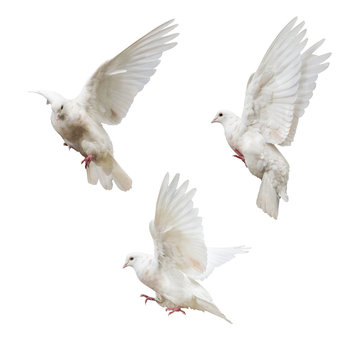 flying isolated three light pigeons
