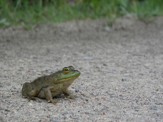 Green Frog