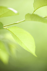 新緑のサクラの葉