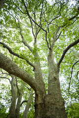 Obraz premium プラタナスの新緑