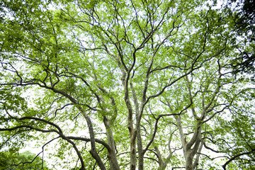 プラタナスの新緑