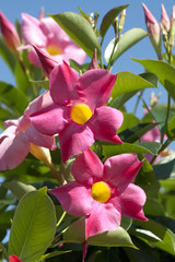 Dipladenia, Rio Hot Pink, Mandevilla-Hybride,