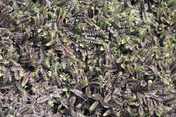 Fiederpolster, Laugenblume, Cotula Squalida,