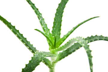 aloe