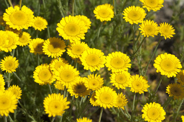 Faerberkamille; Anthemis; tinctoria; Faerber-Hundskamille;