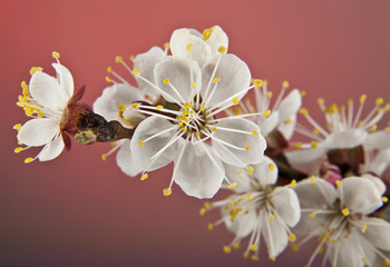 flowers of apricot