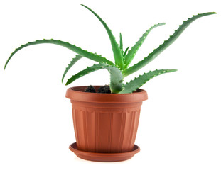 aloe