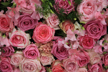 Obraz na płótnie Canvas Pink roses