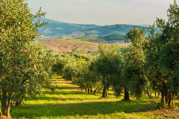 Fototapeta na wymiar Gorgeous and full of serenity landscape of Tuscany, Italy