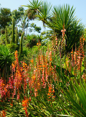 Fototapeta premium Watsonia