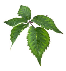 leaves